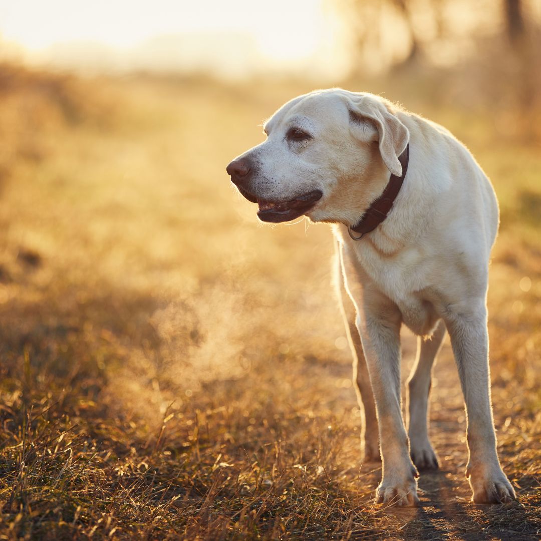 Caring for Your Dog During the Summer to Fall Transition