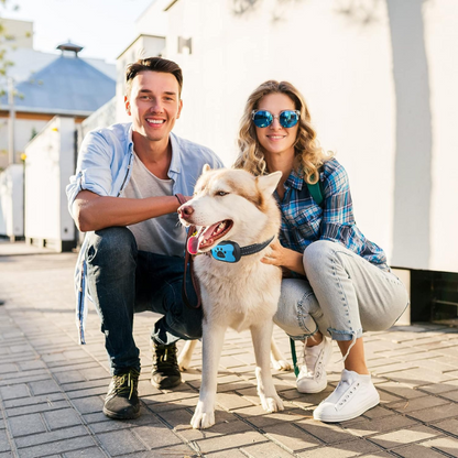 Dog burk collar