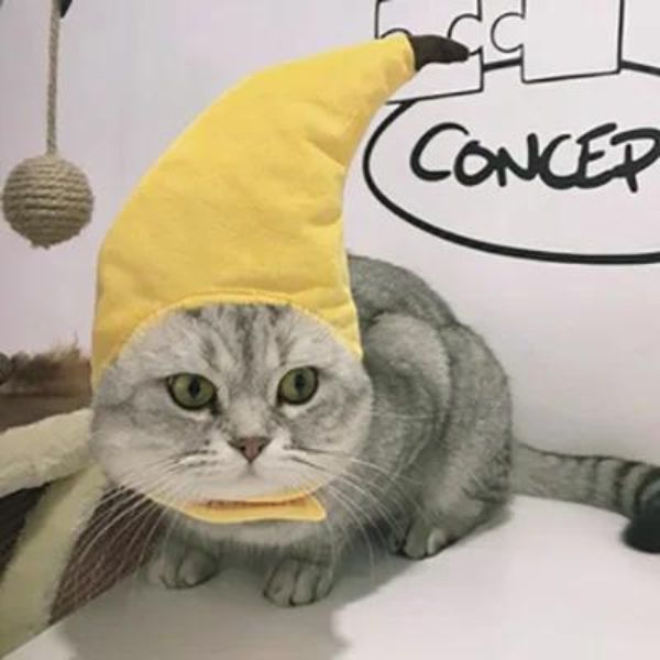 Cat hat cosplay decoration