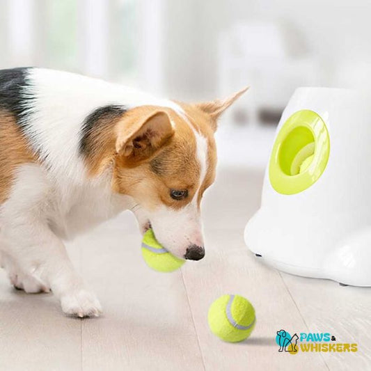 Paws & Whiskers Automatic Dog Tennis ball Launcher - Paws and Whiskers